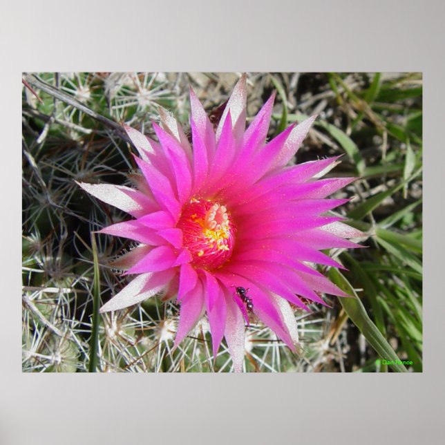 F12 Ball Cactus "Escobaria vivipara" Poster (Front)