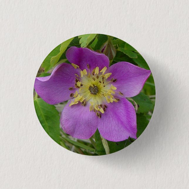 F13 Alberta Wild Rose Prickly Rose Button (Front)