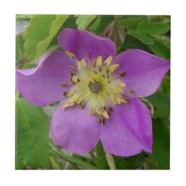 F13 Alberta Wild Rose Prickly Rose Tile (Front)