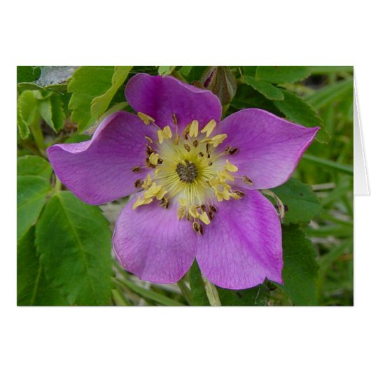 F13 Wild Rose Prickly Rose Cards (Front Horizontal)