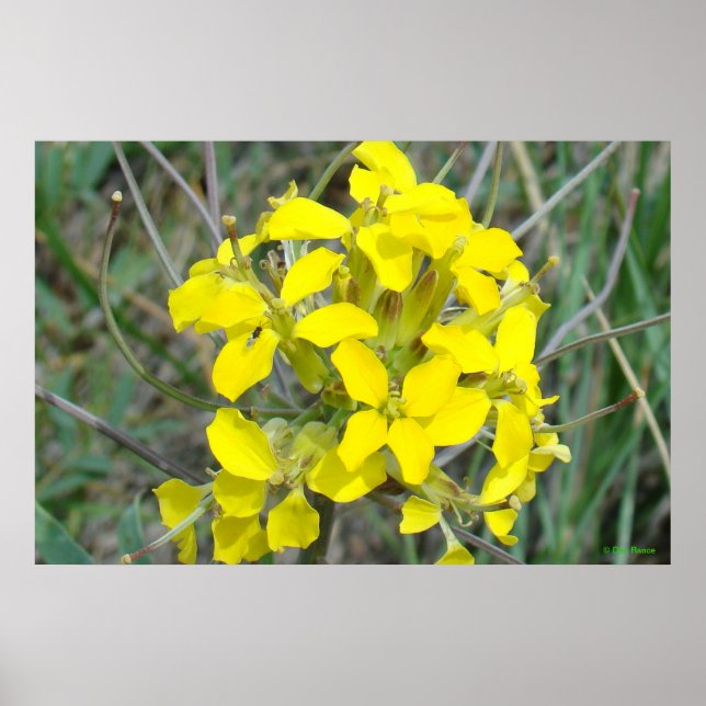 F14 Small Yellow Wildflowers Poster (Front)