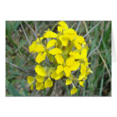 F14 Yellow Wildflowers (Front Horizontal)