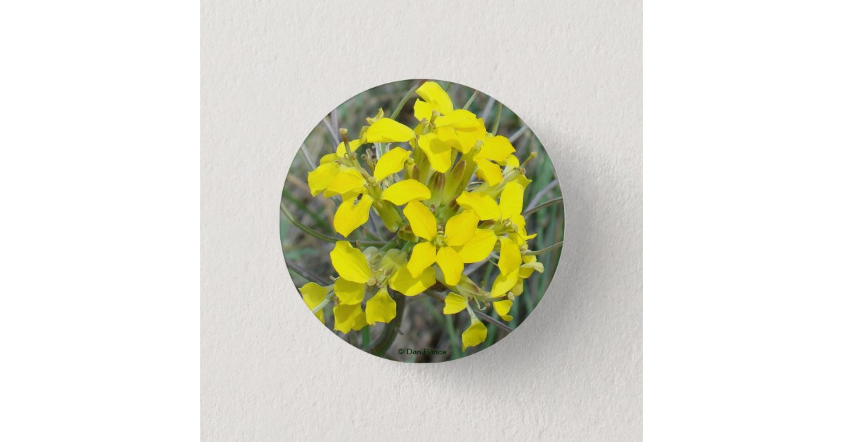 button like yellow wild flowers