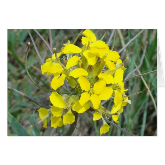 F14 Yellow Wildflowers Cards (Front Horizontal)