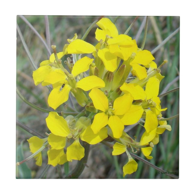 F14 Yellow Wildflowers Tile (Front)