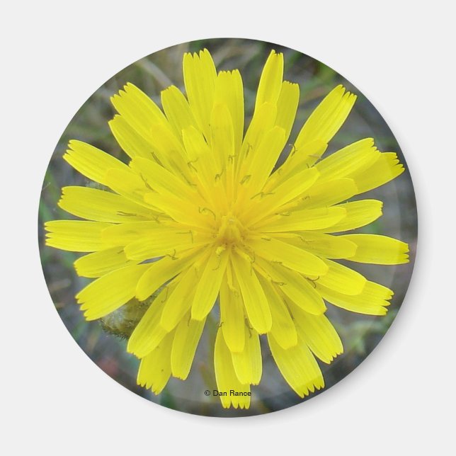 F16 Yellow Wildflower King devil Magnet (Front)