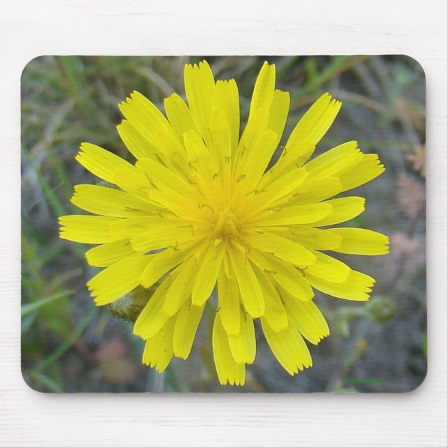 F16 Yellow Wildflower King Devil Mouse Pad (Front)