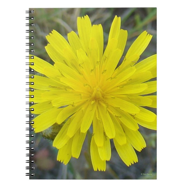 F16 Yellow Wildflower King devil Notebook (Front)