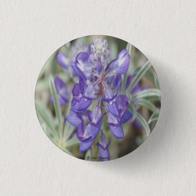 F18 Purple Wildflowers Annual Lupine Pinback Button (Front)
