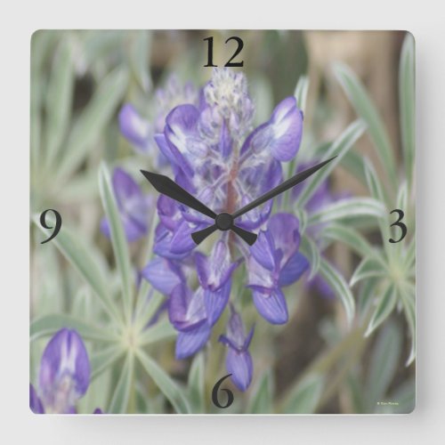 F18 Purple Wildflowers Annual Lupine Square Wall Clock