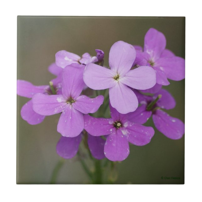 F19 Purple Wildflowers Dames Rocket Tile (Front)