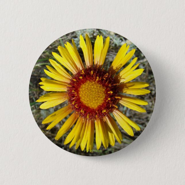 F1 Yellow Wildflower Gaillardia Button (Front)