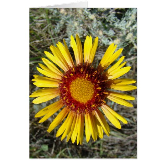 F1 Yellow Wildflower Gaillardia Cards (Front)