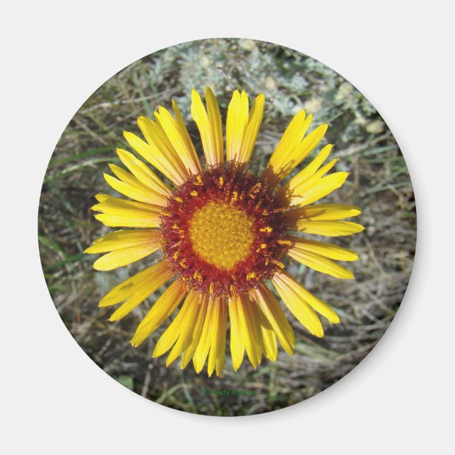 F1 Yellow Wildflower Gaillardia Magnet (Front)