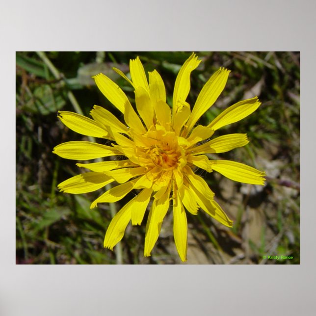 F21 Yellow Wildflower Narrow-leaved Hawks-beard Poster (Front)