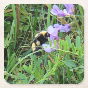 F2 Bee on Purple Wildflower Square Paper Coaster