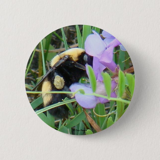 F2 Bee on Purple Wildflowers Pinback Button (Front)