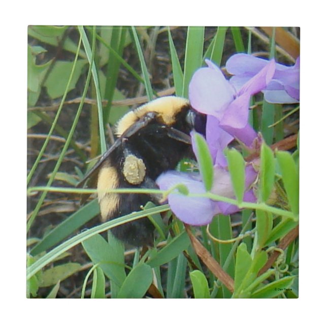 F2 Wild Bee on Purple Wildflowers Tile (Front)