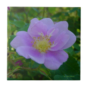 F37 Wild Rose Tile