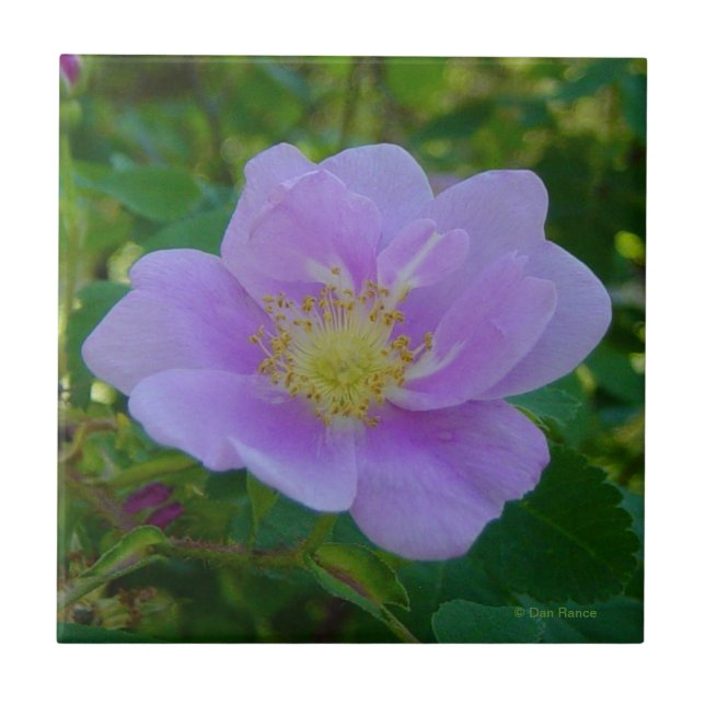 F37 Wild Rose Tile (Front)