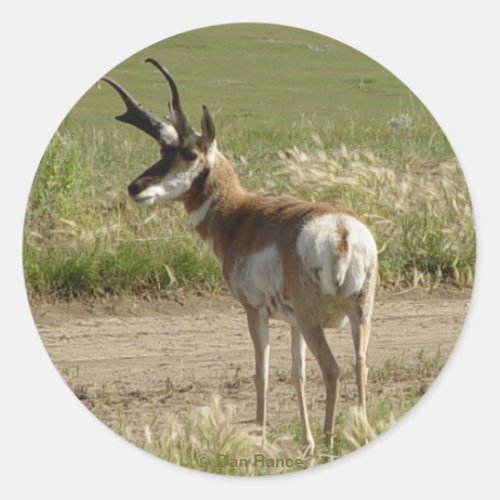F39 Pronghorn Antelope Buck Classic Round Sticker