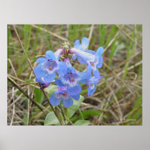 F3 Blue Wildflowers Slender Blue Beardtongue Poster