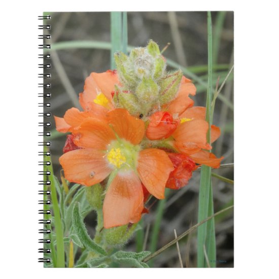 F40 Orange Wildflowers Scarlet Mallow Notebook