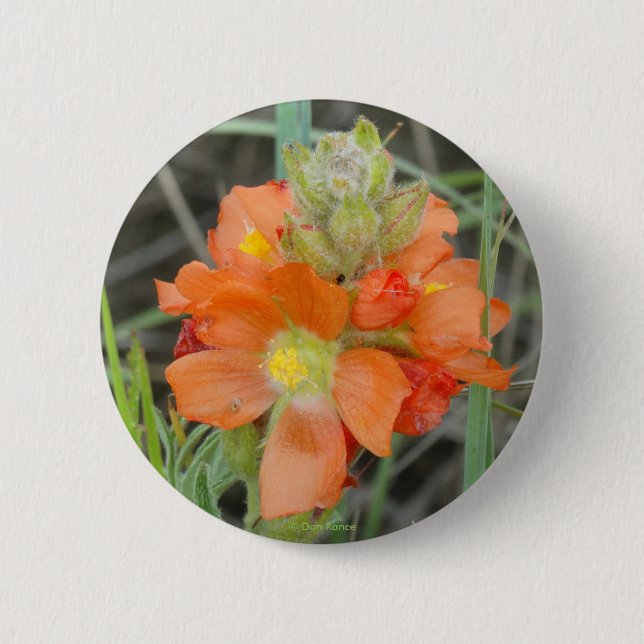 F40 Orange Wildflowers Scarlet Mallow Pinback Button (Front)