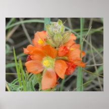 F40 Orange Wildflowers Scarlet Mallow