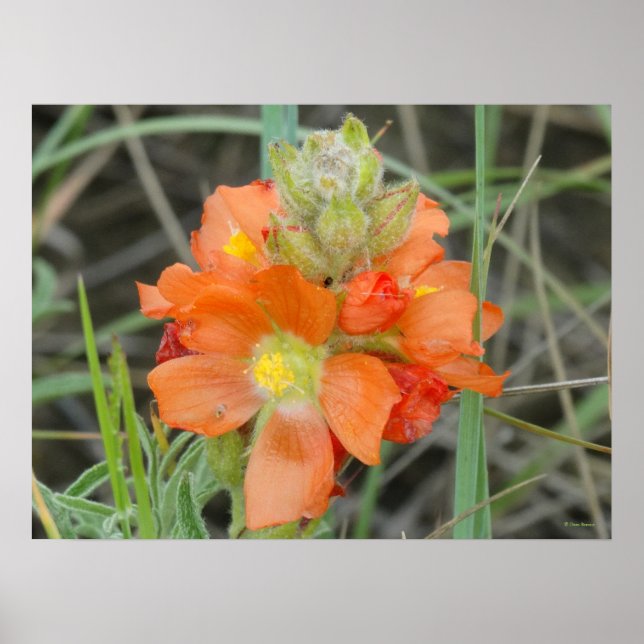 F40 Orange Wildflowers Scarlet Mallow Poster (Front)