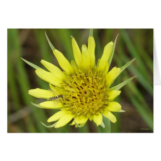 F41 Yellow Wildflower Goats-beard Cards (Front Horizontal)