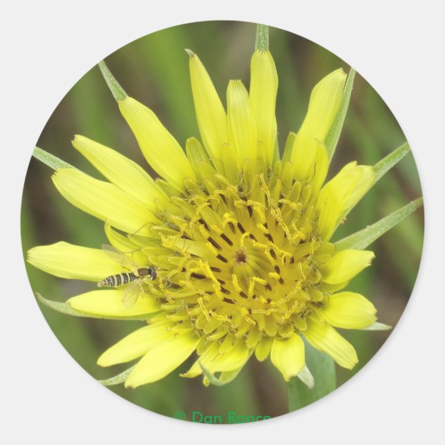 F41 Yellow Wildflower Goats-beard Classic Round Sticker (Front)