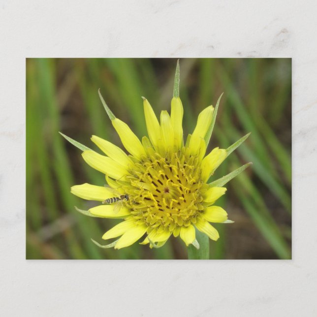 F41 Yellow Wildflower Goats-beard Postcard (Front)