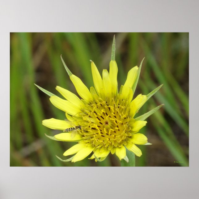F41 Yellow Wildflower Goats-beard Poster (Front)