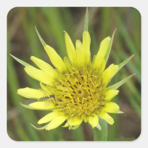 F41 Yellow Wildflower Goats-beard Square Sticker