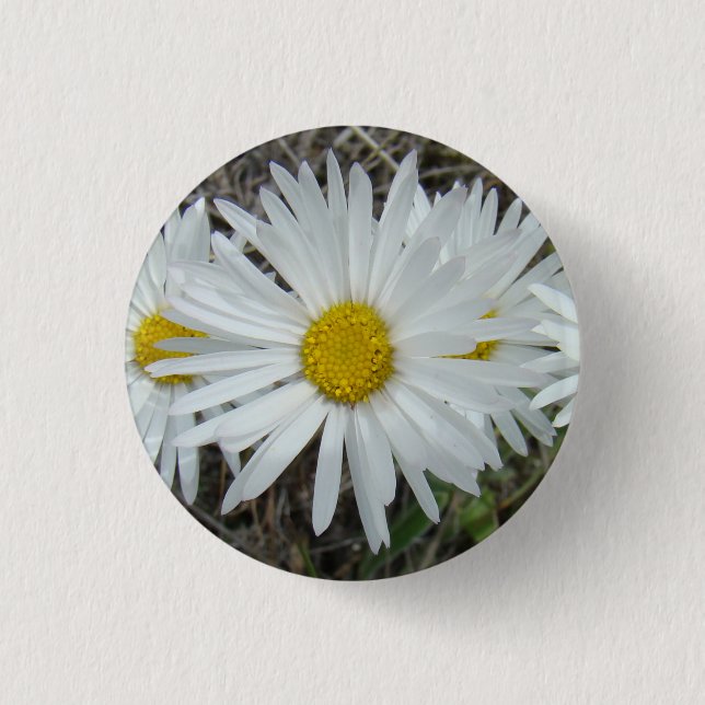 F42 White Wildflowers Smooth Aster Button (Front)