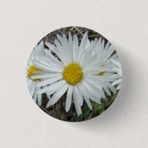 F42 White Wildflowers Smooth Aster Button