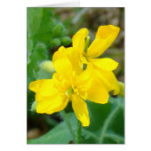F44 Yellow Wildflowers Wild Mustard (Front)