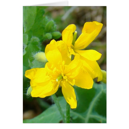 F44 Yellow Wildflowers Wild Mustard (Front)