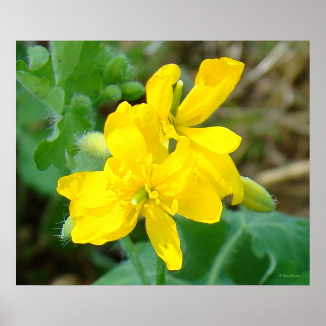 F44 Yellow Wildflowers Wild Mustard Poster (Front)
