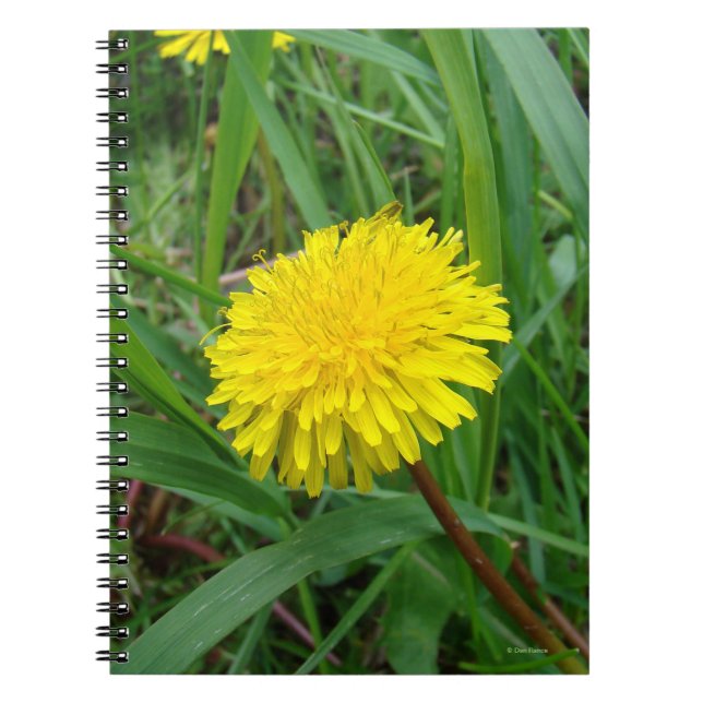 F45 Dandelion Notebook (Front)