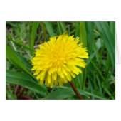 F45 Dandelion "Taraxacum officinale" (Front Horizontal)