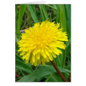 F45 Dandelion "Taraxacum officinale" (Front)