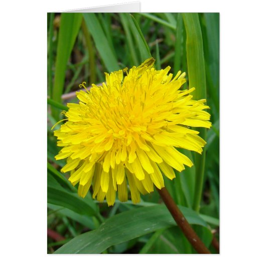F45 Dandelion "Taraxacum officinale" (Front)