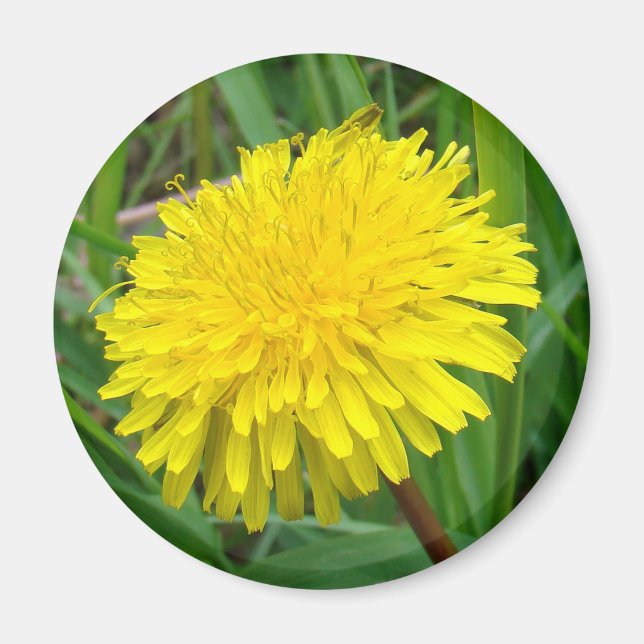 F45 Dandelion "Taraxacum officinale" Magnet (Front)