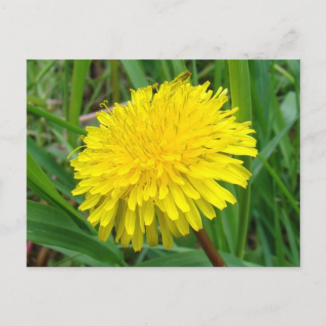 F45 Dandelion "Taraxacum officinale" Postcard (Front)