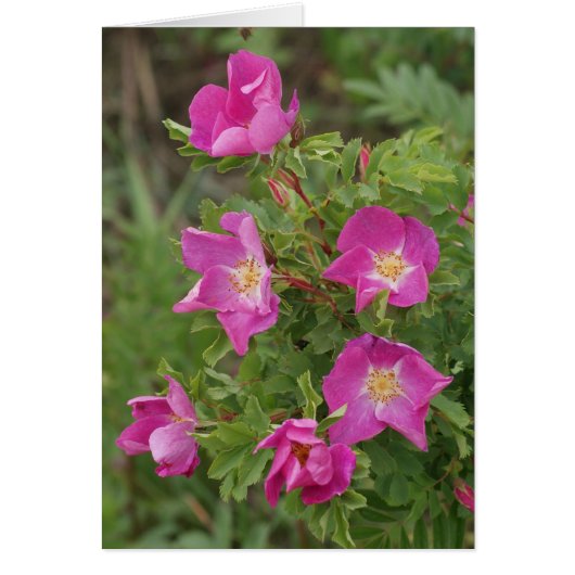 F46 Wild Roses Cards (Front)