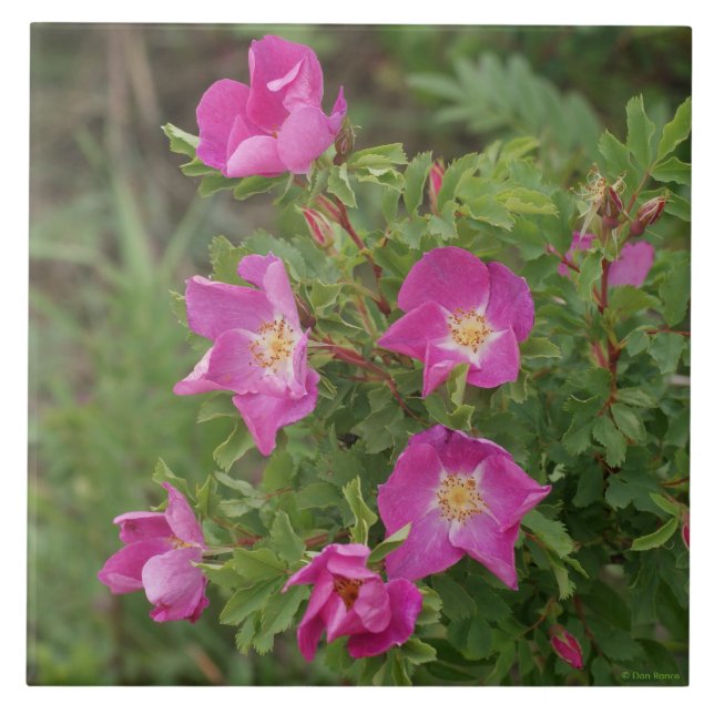 F46 Wild Roses Ceramic Tile (Front)