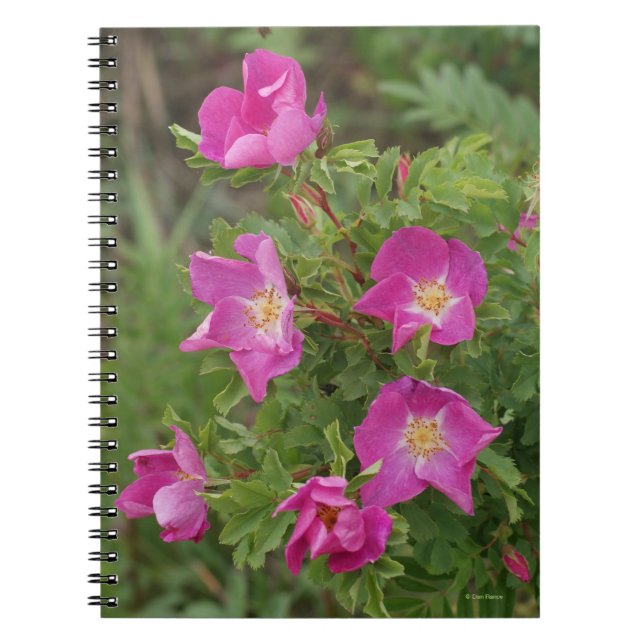 F46 Wild Roses Notebook (Front)