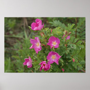 F46 Wild Roses Poster